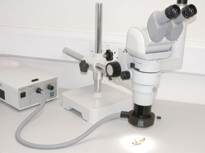 Nikon SMZ800 microscope